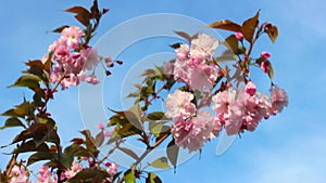 Spring background of branches of pink cherry blossoms. Branches of a flowering tree swaying in the wind against the blue