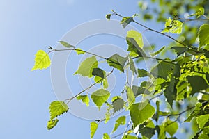 Spring background with bright green birch leaves against the blue sky