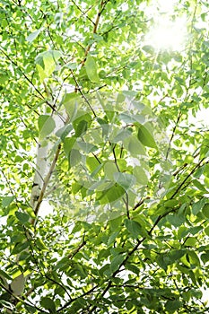 Spring background with bright green leaves of birch opposite the bright sun. Soft focus