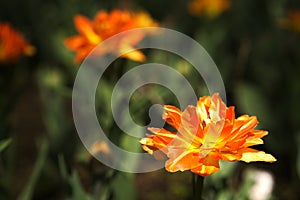 Spring background with brights sunlit orange tulips.