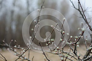 Spring background catkins on tree branches. Selective focus.