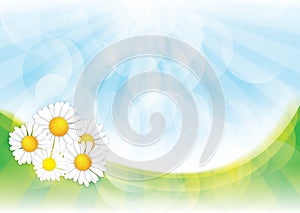 Spring background with Chamomile flowers