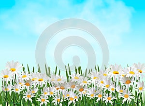 Spring background with chamomile flowers, green grass, blue sky