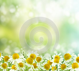 Spring background. chamomile photo