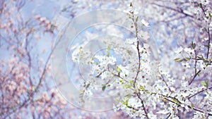 Spring background. Cherry Blossom trees, white flowers and green leaves on blue sky background