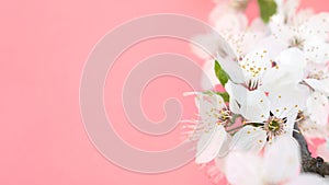 Spring background. Cherry Blossom trees, white Sakura flowers and green leaves on coral pink background. Easter greeting card