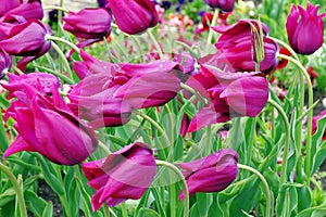 Spring background with colored flowers. Blooming purple tulips