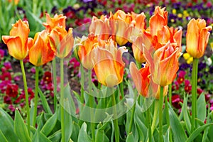 Spring background with colored flowers. Blooming tulips
