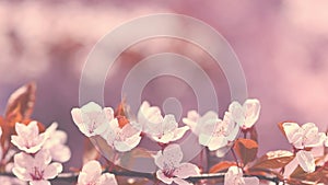 Spring background - copy space. Beautiful Japanese cherry blossoms on a clean colored natural background on a sunny day. Spring