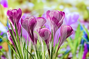 spring background with crocus flowers on a sunny day