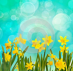 Spring background with daffodils