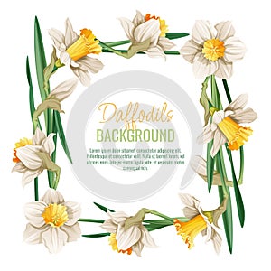 Spring background with daffodils. Postcard, banner for Easter. Spring time. Frame with delicate spring flowers.