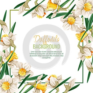 Spring background with daffodils. Postcard, banner for Easter. Spring time. Frame with delicate spring flowers.