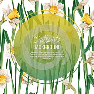 Spring background with daffodils. Postcard, banner for Easter. Spring time. Frame with delicate spring flowers.