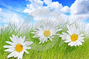 Spring background with daisies photo