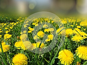 Spring background dandelion flowers grass