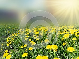 Spring background dandelion flowers grass