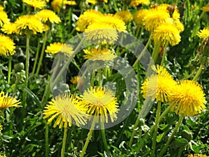 Spring background dandelion flowers grass