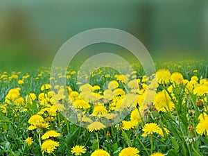 Spring background dandelion flowers grass