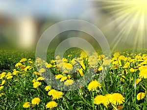 Spring background dandelion flowers grass