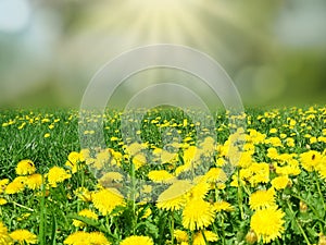 Spring background dandelion flowers grass