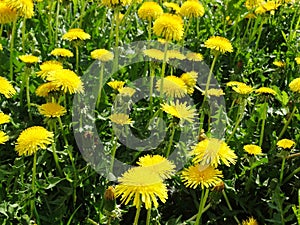 Spring background dandelion flowers grass