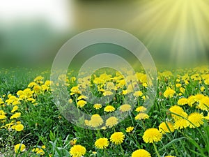 Spring background dandelion flowers grass