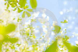 Spring background in defocus. Natural background photo