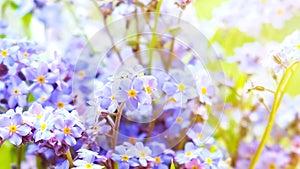 Spring background of delicate blue flowers of forget-me-nots
