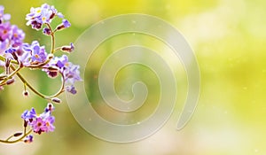 Spring background of delicate blue flowers of forget-me-nots. Long banner with copy space