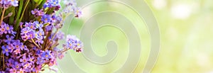 Spring background of delicate blue flowers of forget-me-nots. Long banner with copy space