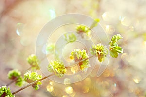 Spring background, . First spring gentle leaves, buds and branches close up with sun light and bokeh background