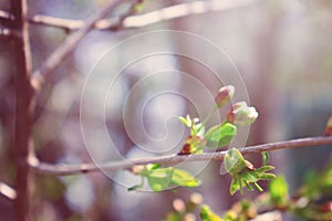 Spring background. First spring gentle leaves, buds and branches close up with sun light and bokeh background