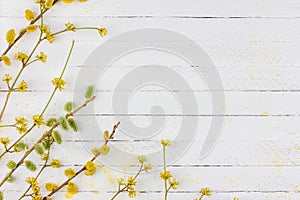 Spring background with flowering branches of willow, dogwood on white wooden background