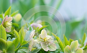 Spring background, flowering hellebore bush in green color with space for text