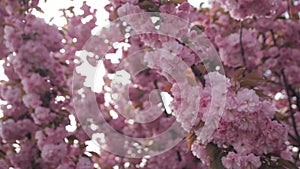 Spring background with flowering Japanese oriental cherry sakura