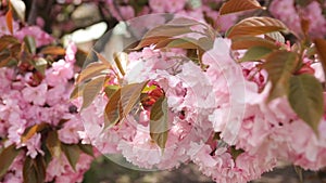 Spring background with flowering Japanese oriental cherry sakura