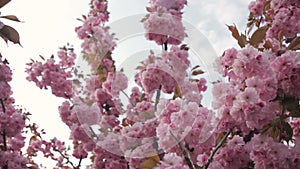 Spring background with flowering Japanese oriental cherry sakura