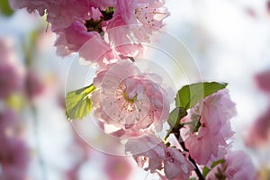 Spring background with flowering Japanese oriental cherry sakura blossom pink buds