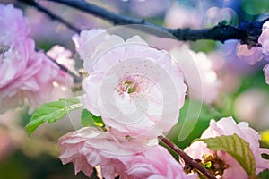 Spring background with flowering Japanese oriental cherry sakura blossom pink buds