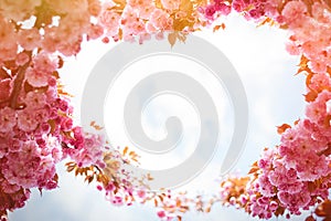 Spring background with flowering Japanese oriental cherry sakura blossom, pink buds with soft sunlight against the sky, soft