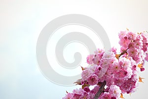 Spring background with flowering Japanese oriental cherry sakura blossom, pink buds with soft sunlight against the sky, soft