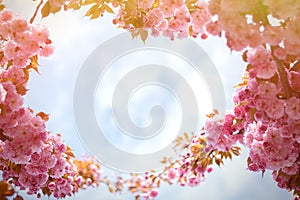 Spring background with flowering Japanese oriental cherry sakura blossom, pink buds with soft sunlight against the sky, soft