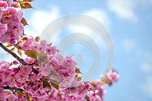 Spring background with flowering Japanese oriental cherry sakura blossom, pink buds with soft sunlight against the sky, soft