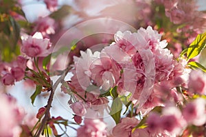 Spring background with flowering Japanese oriental cherry sakura blossom pink buds with soft sunlight soft focus