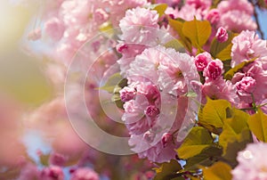 Spring background with flowering Japanese oriental cherry sakura blossom pink buds with soft sunlight soft focus