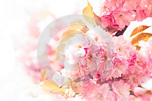 Spring background with flowering Japanese oriental cherry sakura blossom, pink buds with soft sunlight, soft focus