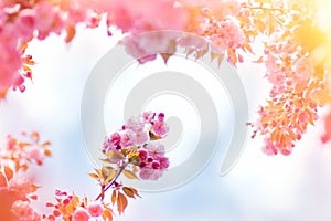 Spring background with flowering Japanese oriental cherry sakura blossom, pink buds with soft sunlight, soft focus