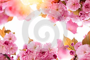 Spring background with flowering Japanese oriental cherry sakura blossom, pink buds with soft sunlight, soft focus