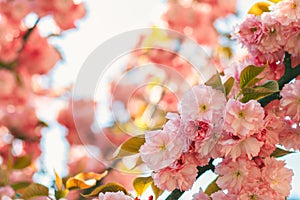 Spring background with flowering Japanese oriental cherry sakura blossom, pink buds with soft sunlight, soft focus